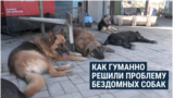 Нидерланды – первая страна в мире, где полностью решили проблему бродячих собак. И нет, их не убивают
